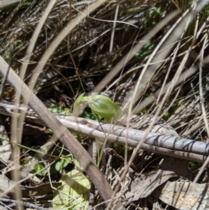 Pterostylis nutans at Brindabella, NSW - 27 Oct 2019