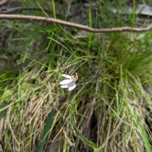 Caladenia carnea at Brindabella, NSW - suppressed