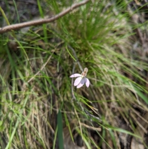 Caladenia carnea at Brindabella, NSW - 27 Oct 2019