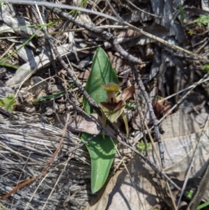 Chiloglottis valida at Brindabella, NSW - suppressed