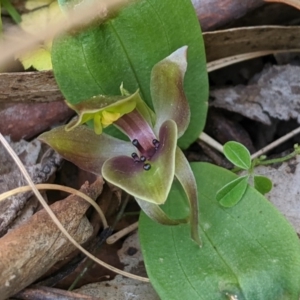 Chiloglottis valida at Brindabella, NSW - 27 Oct 2019