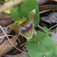 Chiloglottis valida (Large Bird Orchid) at Brindabella, NSW - 27 Oct 2019 by MattM