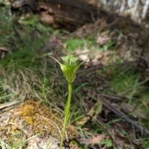 Pterostylis alpina at Brindabella, NSW - 27 Oct 2019