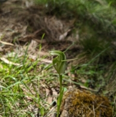 Pterostylis alpina at Brindabella, NSW - suppressed