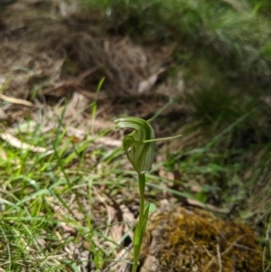 Pterostylis alpina at Brindabella, NSW - 27 Oct 2019