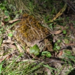 Pterostylis alpina at Brindabella, NSW - 27 Oct 2019