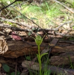 Pterostylis alpina at Brindabella, NSW - 27 Oct 2019