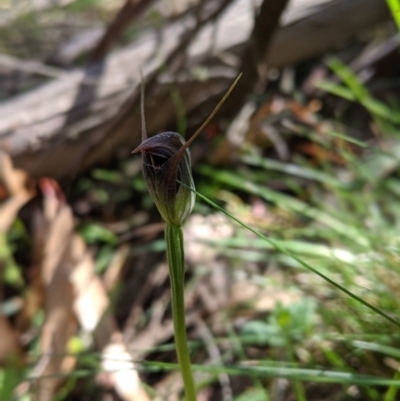 Pterostylis pedunculata (Maroonhood) at Brindabella, NSW - 27 Oct 2019 by MattM