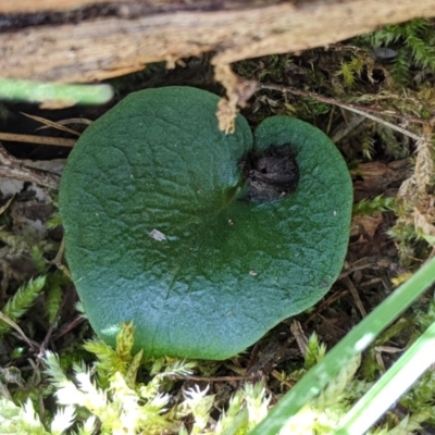 Corysanthes sp. (A Helmet Orchid) at Brindabella, NSW - 27 Oct 2019 by MattM