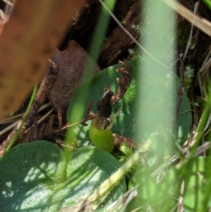 Corysanthes sp. at suppressed - suppressed