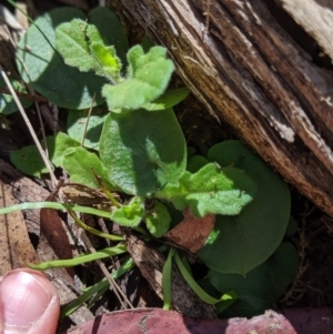 Corysanthes sp. at suppressed - suppressed