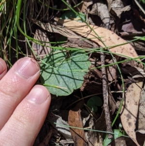 Corysanthes sp. at suppressed - 27 Oct 2019