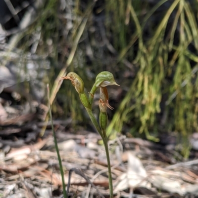 Oligochaetochilus aciculiformis (Needle-point rustyhood) at Brindabella National Park - 27 Oct 2019 by MattM