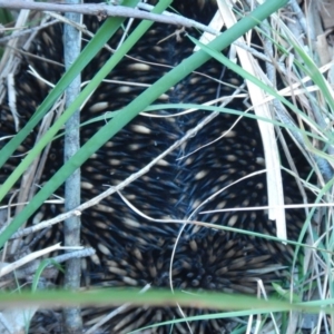 Tachyglossus aculeatus at Bawley Point, NSW - 27 Oct 2019 05:13 PM