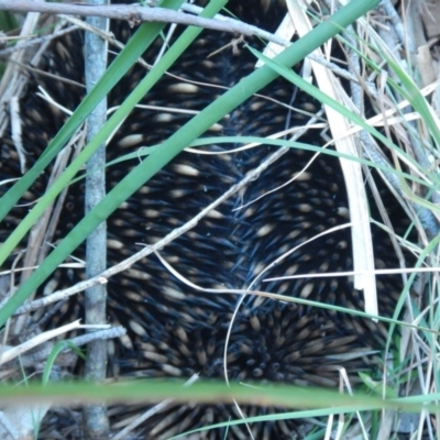 Tachyglossus aculeatus (Short-beaked Echidna) at Meroo National Park - 27 Oct 2019 by GLemann