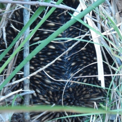 Tachyglossus aculeatus (Short-beaked Echidna) at Bawley Point, NSW - 27 Oct 2019 by GLemann