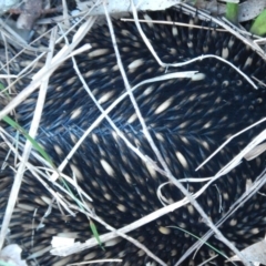 Tachyglossus aculeatus at Bawley Point, NSW - 27 Oct 2019 05:13 PM