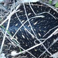 Tachyglossus aculeatus at Bawley Point, NSW - 27 Oct 2019