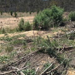 Indigofera australis subsp. australis (Australian Indigo) at Craigie, NSW - 27 Oct 2019 by BlackFlat