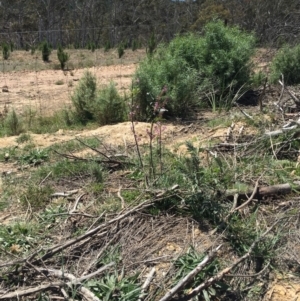 Indigofera australis subsp. australis at Craigie, NSW - 27 Oct 2019