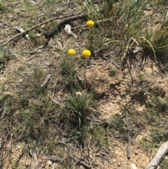Craspedia variabilis (Common Billy Buttons) at Craigie, NSW - 27 Oct 2019 by BlackFlat