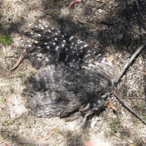 Podargus strigoides at Hackett, ACT - 27 Oct 2019