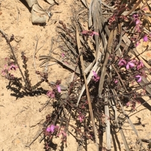 Tetratheca ciliata at Craigie, NSW - 27 Oct 2019