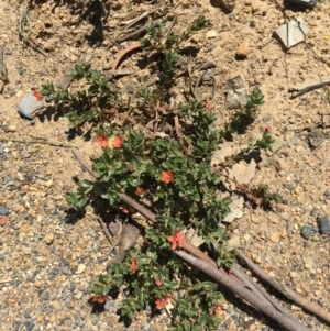 Lysimachia arvensis at Craigie, NSW - 27 Oct 2019