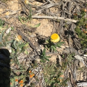 Coronidium oxylepis subsp. lanatum at Craigie, NSW - 27 Oct 2019 12:11 PM