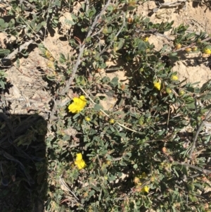 Hibbertia obtusifolia at Craigie, NSW - 27 Oct 2019