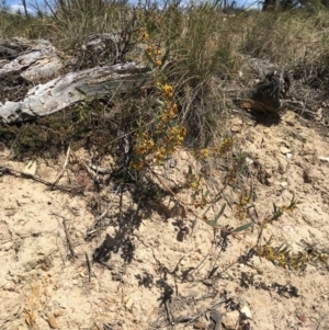 Daviesia mimosoides at Craigie, NSW - 27 Oct 2019