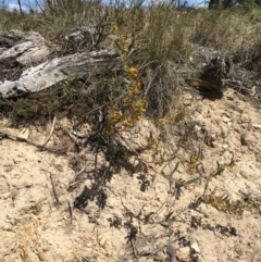 Daviesia mimosoides (Bitter Pea) at Craigie, NSW - 27 Oct 2019 by BlackFlat