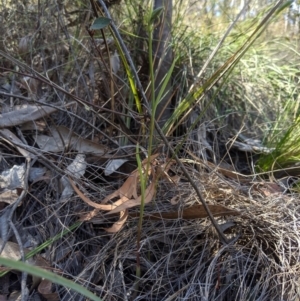 Calochilus sp. at Uriarra, NSW - suppressed