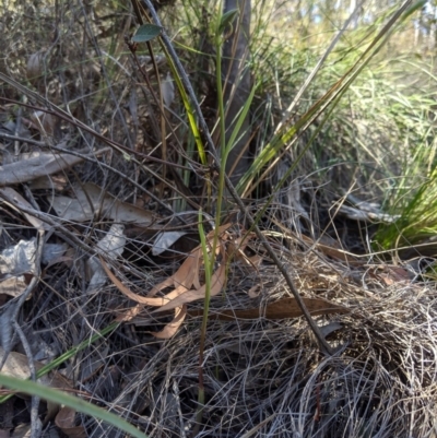 Calochilus sp. (A Beard Orchid) at Brindabella National Park - 27 Oct 2019 by MattM