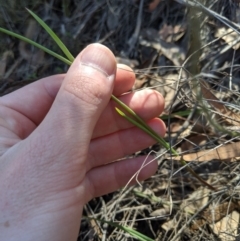 Calochilus sp. at Uriarra, NSW - suppressed