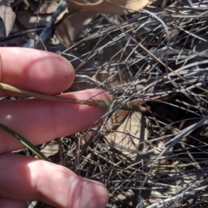 Calochilus sp. at Uriarra, NSW - suppressed