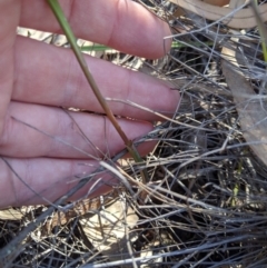 Calochilus sp. at Uriarra, NSW - suppressed