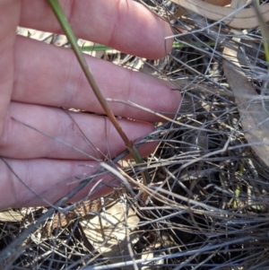 Calochilus sp. at Uriarra, NSW - 27 Oct 2019