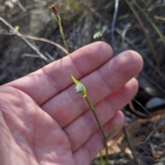 Calochilus sp. at Uriarra, NSW - suppressed