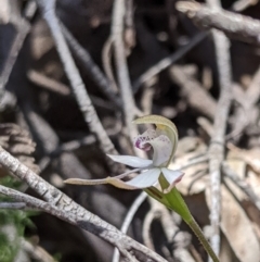 Caladenia moschata (Musky Caps) at Brindabella National Park - 27 Oct 2019 by MattM