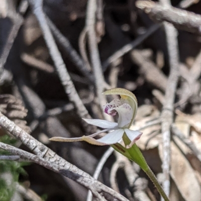 Caladenia moschata (Musky Caps) at Brindabella National Park - 27 Oct 2019 by MattM