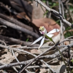 Caladenia moschata at Uriarra, NSW - suppressed