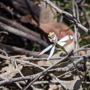 Caladenia moschata at Uriarra, NSW - suppressed