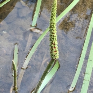 Cycnogeton multifructum at The Ridgeway, NSW - 27 Oct 2019