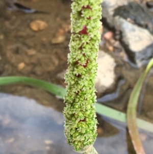 Cycnogeton multifructum at The Ridgeway, NSW - 27 Oct 2019 03:58 PM