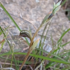 Oligochaetochilus sp. (A Rustyhood Orchid) at Brindabella, NSW - 27 Oct 2019 by MattM