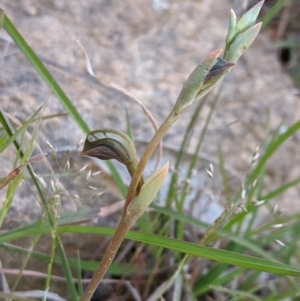 Oligochaetochilus sp. at Brindabella, NSW - 27 Oct 2019