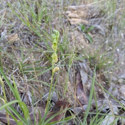 Hymenochilus muticus (Midget Greenhood) at Brindabella, NSW - 27 Oct 2019 by MattM