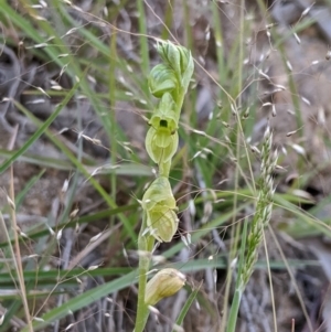 Hymenochilus muticus at Brindabella, NSW - 27 Oct 2019