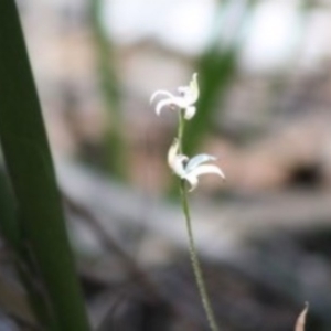 Caladenia moschata at Budawang, NSW - suppressed